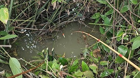 Tập 69 : câu cá rô đồng mùa nước lũ chỗ này tôi câu được ba con cá trê ngon