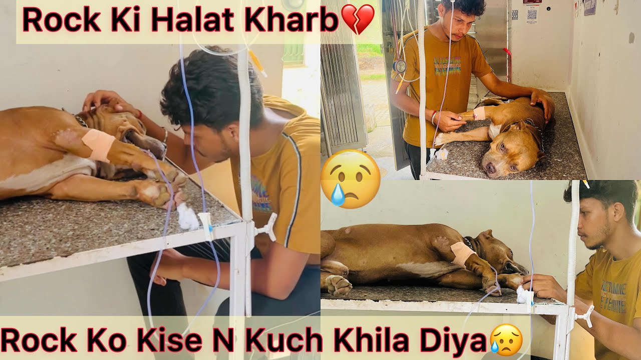 ⁣Rock Ko Sayad Kise N Kuch Khila Diya💔Halat Kharab😢Blood Ana Lga