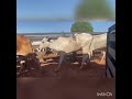 42 Vacas Nelore Paridas $3800 Nova Granada SP