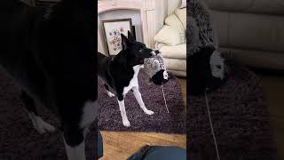 Barney the Tv border collie loves to see the horse fly