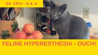 Why Feline Hyperesthesia is like Raiders of the Lost Ark!