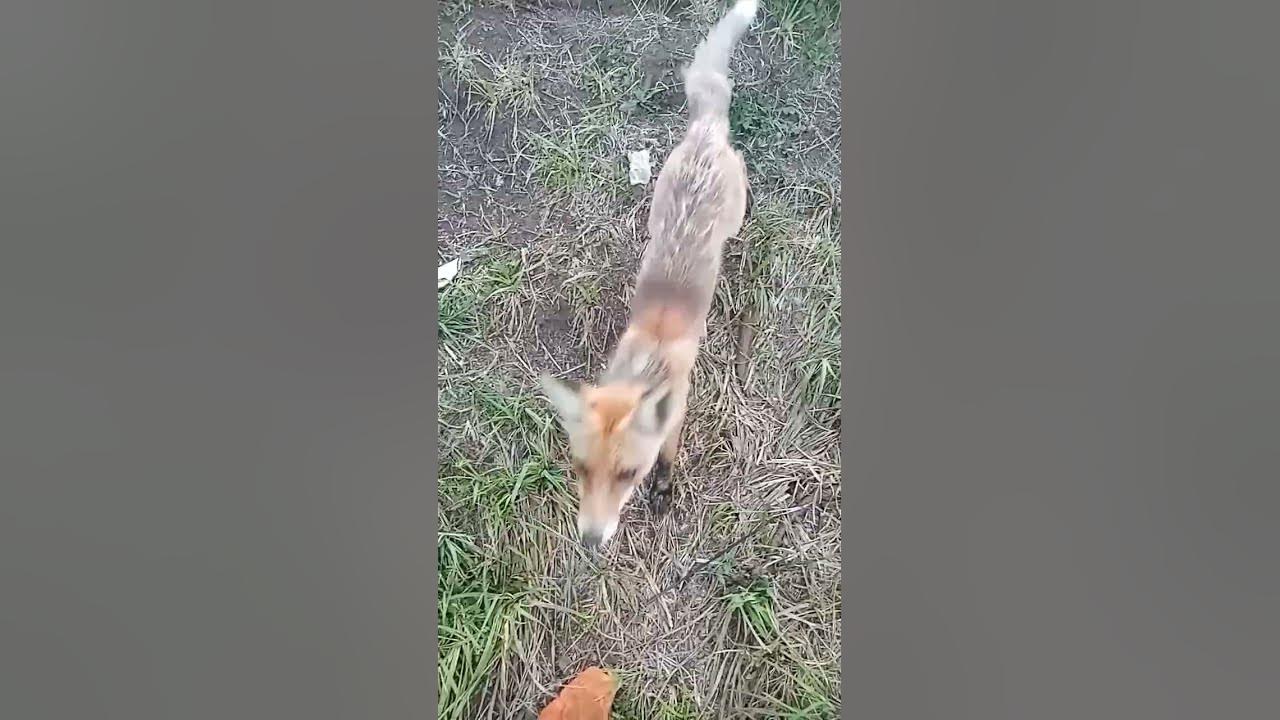 лисичка лиса 🦊 - YouTube