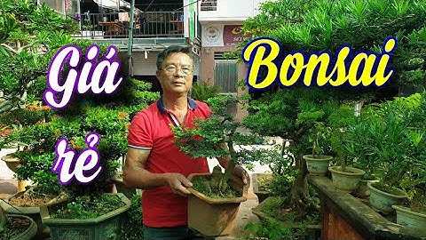 SH.5198. Bonsai giá rẻ tại chợ Vạn Phúc Hà Đông dành cho các bạn. Đth liên hệ 0915.801.891.
