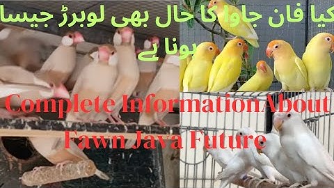 Complete Information about Fawn Java Sparrow Future|| Fawn Java feasibility ||Asif Birds Farm