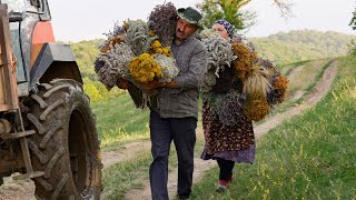 🌿 Collecting and Drying Natural Seasonings