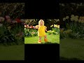 Cutest Baby Chick Dance Ever! 🐥💛 #Shorts