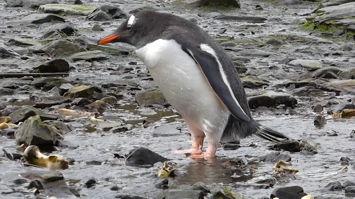 Gentoo penguin seeking courtship stones
