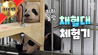 [ENG] 팔이 짧아 슬픈 루이&후이와 채혈고수 언니 푸바오│#판다와쏭 #137