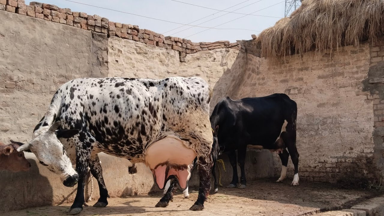  Cholistani Jersey Friesian Sahiwal cross Cow (03024029695)3 March 2026