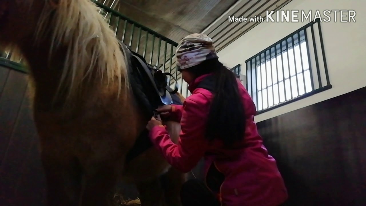 14.11.2020 vuokraus 🤗🐴❤️