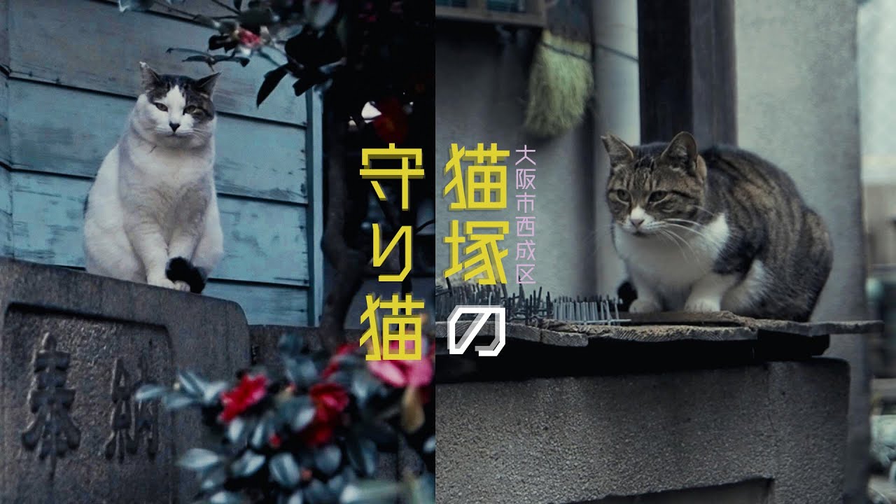 猫塚の守り猫 --NORANEKOWALKS - YouTube