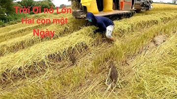 Bắt chuột đồng Loan MỸ không ngờ bắt được hai con chuột Cống nhum khủng lồ và chuột cơm