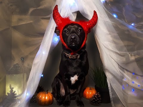 5 Super Easy + Low Effort Dog Halloween Costumes ★