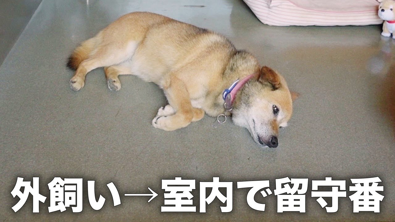 長年外飼いだった愛犬の室内のお留守番を隠し撮りしたら胸が締め付けられました Youtube