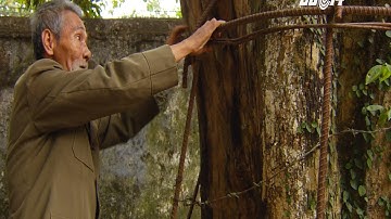 (VTC14)_Sợ trộm, người dân mặc “áo giáp sắt” cho cây sưa trăm tỷ