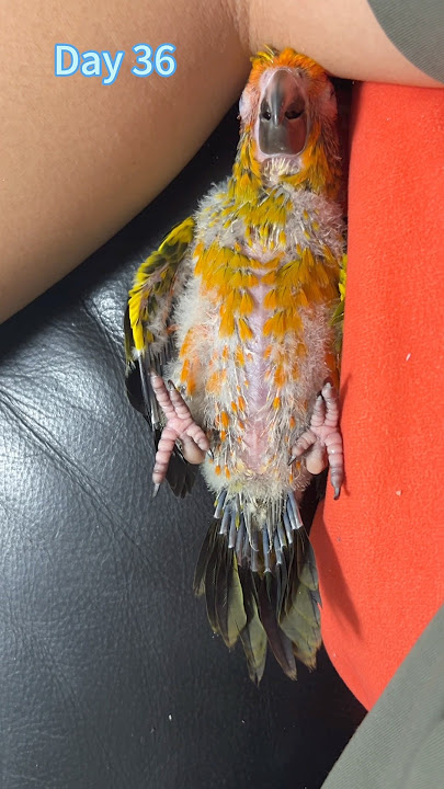 Baby Sun Conure, changes from 15 days to 365 days  #sunconure