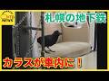札幌の地下鉄車内にカラスが迷い込む 騒然とする車内の映像 南北線大通駅で「下車」し飛び去る
