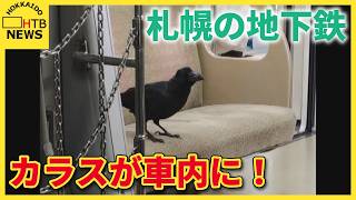 札幌の地下鉄車内にカラスが迷い込む　騒然とする車内の映像　南北線大通駅で「下車」し飛び去る