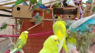 My Budgies Today Special  Best Moments From 2017