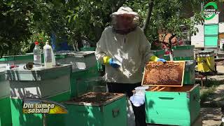 Cum să formezi un roi artificial de albine fără căutarea mătcii