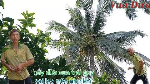Vua Dừa Miền Tây// leo cây dừa xưa cao trên 20m vua dừa leo trèo như khỉ cây dừa trái quá sai
