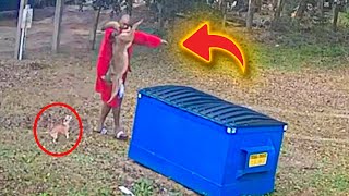 Tiny dog starts barking at woods  Next thing owner knows he’s wrestling a coyote with his bare hands by Zoo Land 253 views 1 month ago 4 minutes, 25 seconds