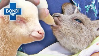 Vets Spring Into Action To Help Baby Animals🌻 | Bondi Vet Compilations | Bondi Vet