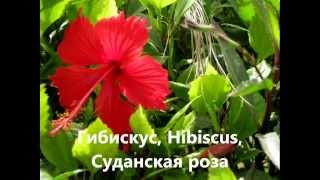 Египетские цветы с названиями и фото Египетские цветы с названиями и фото