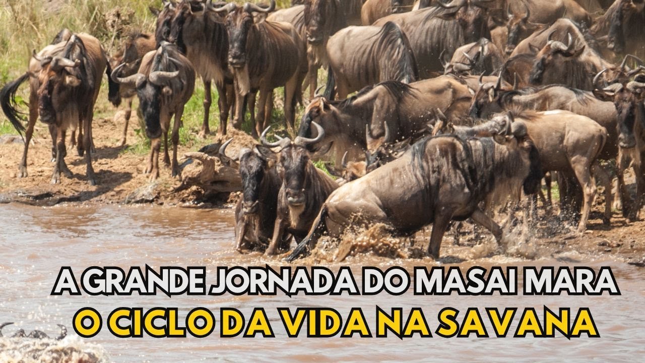 A Grande Jornada do Masai Mara — O Ciclo da Vida na Savana