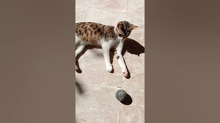 Video 11233401: cat love game, cat funny game