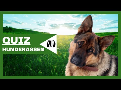 Video: Quiz zum Testen Ihres Wissens über große Hunderassen