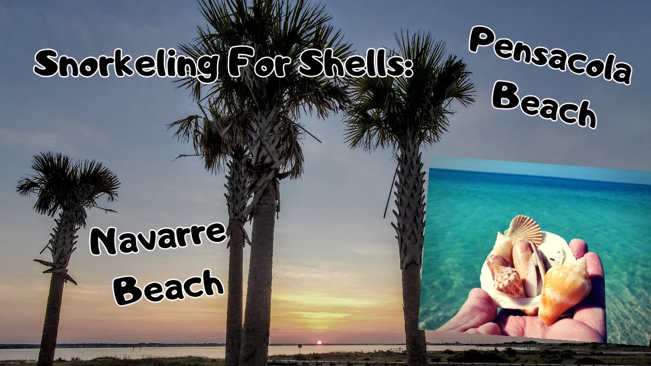 Snorkeling For Shells Pensacola Beach & Navarre Beach YouTube