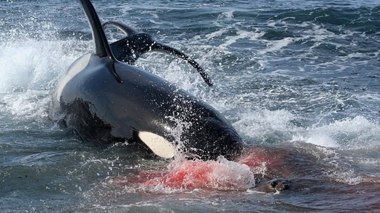 Нападение касаток. Акула Касатка МЕГАЛОДОН. Касатки нападают на китов. Нападение касаток на акул.