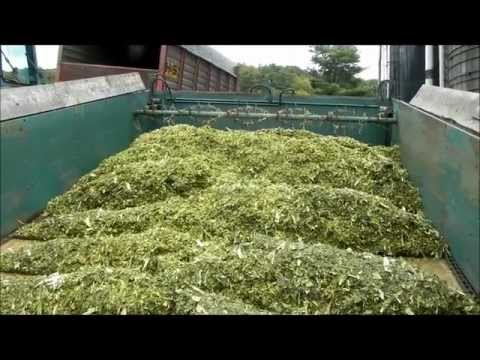 Unloading Corn Silage into Silo