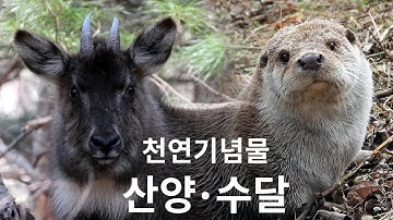 강원도 천연기념물! 산양과 수달 (천연기념물 | 산양 | 수달 | 연구센터 | 산양과 수달의 생태정보)