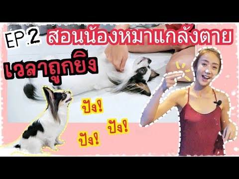 วีดีโอ: วิธีให้สุนัขของคุณยิง