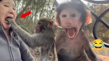 Laugh a Lot With The Funny Moments Of Monkeys 🐵 Funniest Animals Video