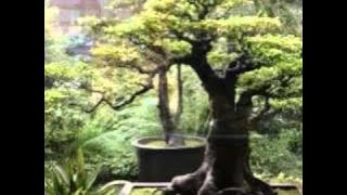 Bohdi Sanders - Japanese Garden Meditation