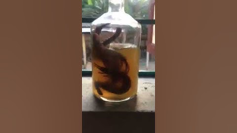 Rết sống ngâm rượu