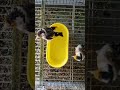 استحمام 🛀🛀🛀 الطيور : أهم معادلة  في إنتاج الحسون 🐥🐥🐥