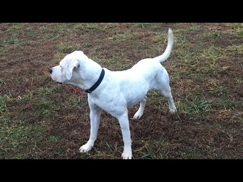 Scott Type American Bulldog Flirt Pole Work Youtube