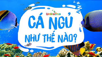 KHO TÀNG KIẾN THỨC - PHẦN 26 | Cá Ngủ Như Thế Nào? | Umbalena Kids