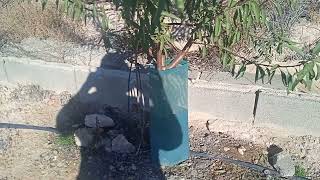 PODA DE FORMACION ALMENDRO.Primer y segundo año