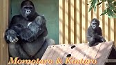 ゴリラがウンコを食べる瞬間 Part2 東山動物園 Youtube ゴリラがウンコを食べる瞬間 Part2 東山動物園 Youtube