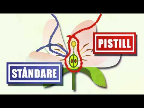 Video: Vad är Stabiliserade Blommor