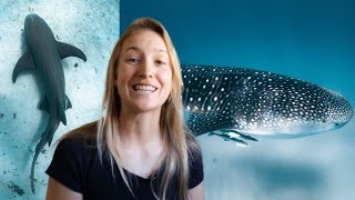 How to Save the Sea from your Home | 30 Tips on How to be Blue