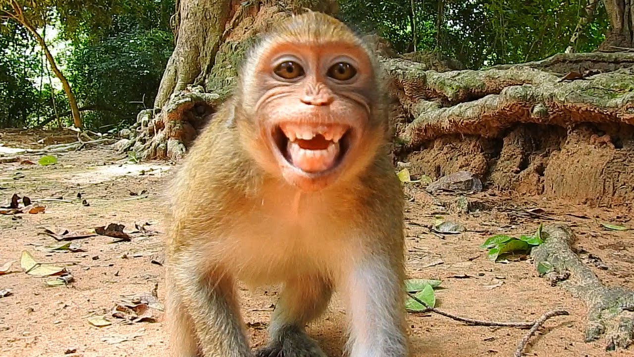 Crying by scare! Little Janna shout crying loudly call mom Jane help protect by Duchess warn attack