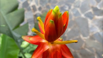 Cận cảnh hoa chuối rừng tại Ba Vì