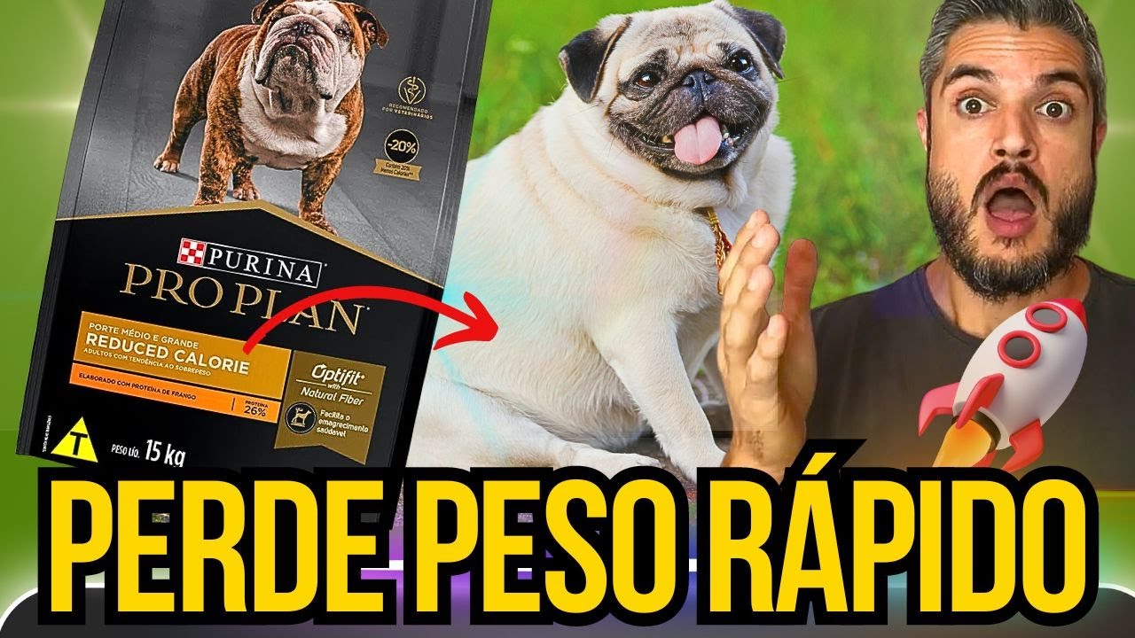 COMO EMAGRECER CACHORRO GORDO TROCAR RAÇÃO PARA CÃES OBESOS FAZ CÃO ...