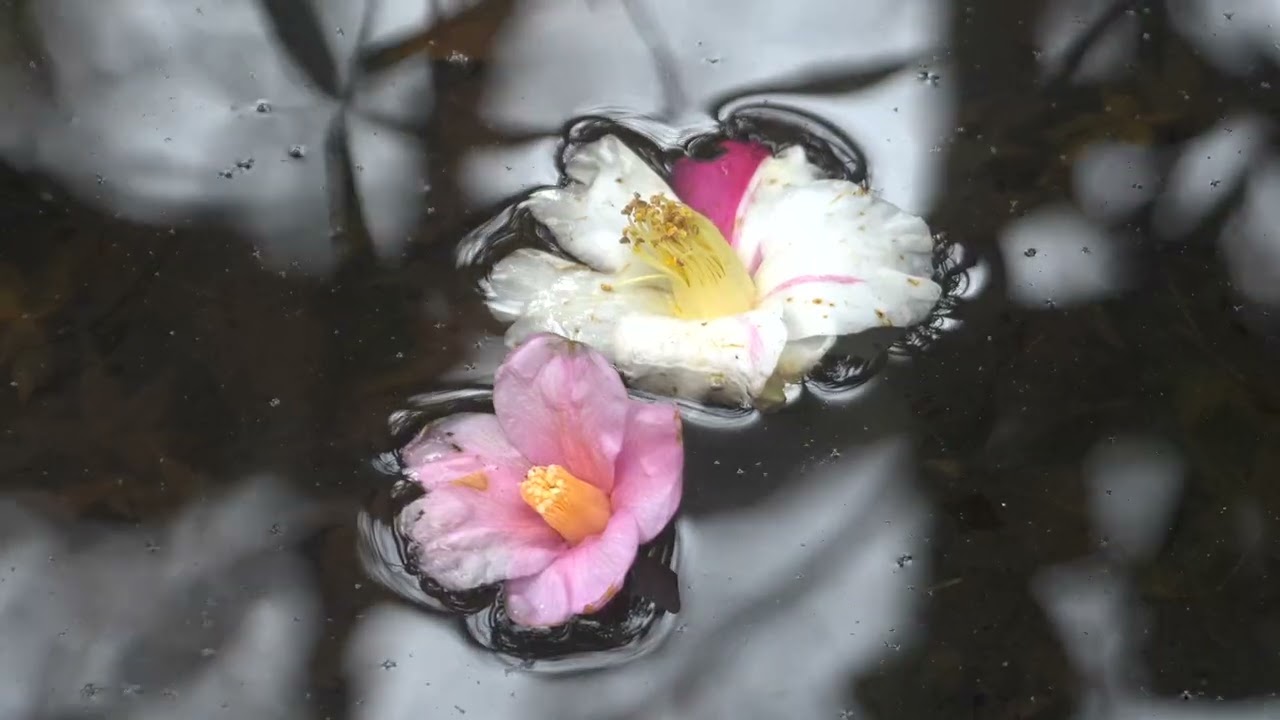 「冬の花、不退寺」